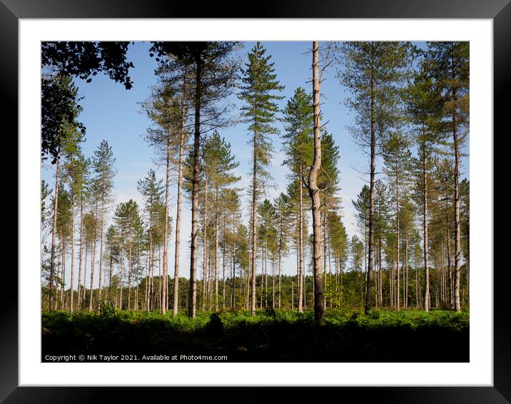 Thetford Forest Framed Mounted Print by Nik Taylor