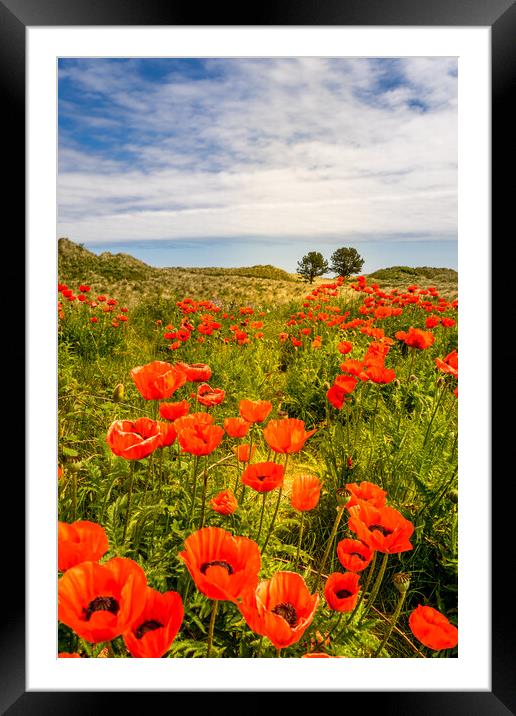 Bamburgh Poppies  Framed Mounted Print by Naylor's Photography
