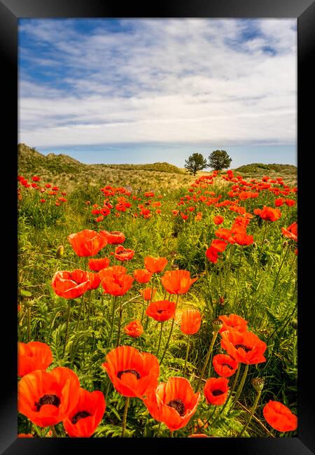 Bamburgh Poppies  Framed Print by Naylor's Photography