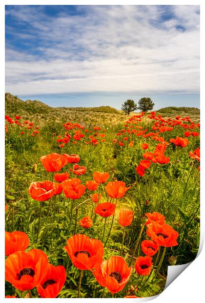 Bamburgh Poppies  Print by Naylor's Photography