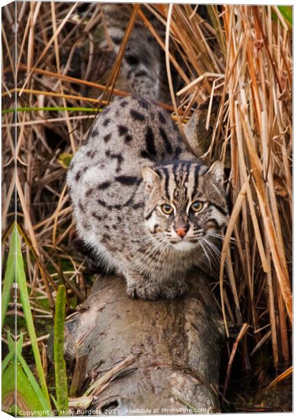 Small wild cat Canvas Print by Holly Burgess