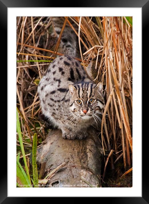 Small wild cat Framed Mounted Print by Holly Burgess