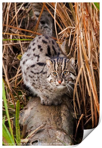 Small wild cat Print by Holly Burgess