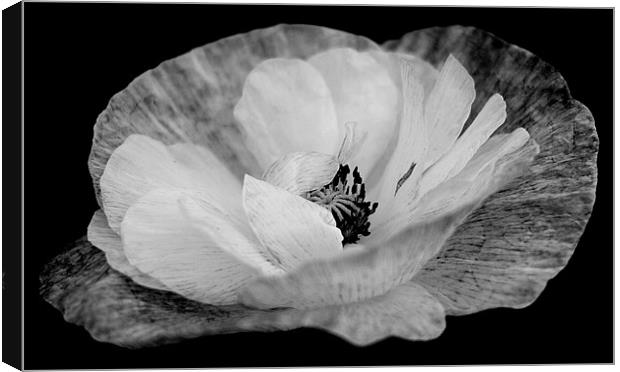 Poppy In Black and White Canvas Print by Louise Godwin