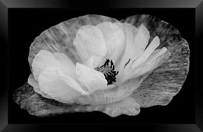 Poppy In Black and White Framed Print by Louise Godwin