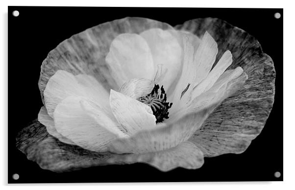 Poppy In Black and White Acrylic by Louise Godwin