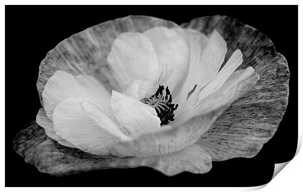 Poppy In Black and White Print by Louise Godwin