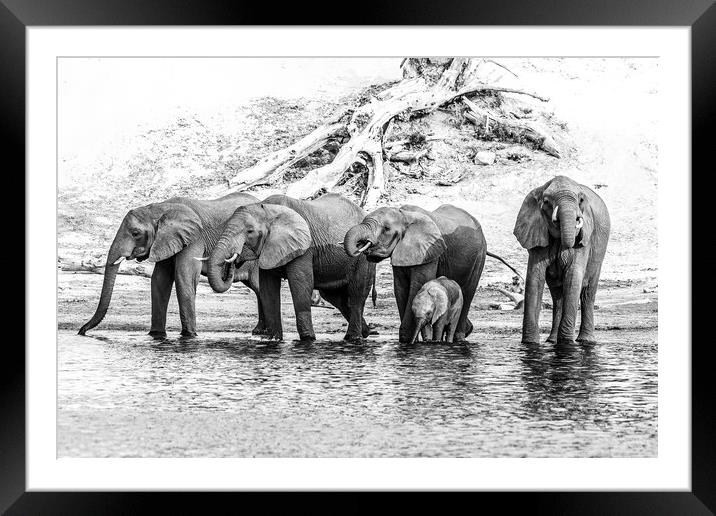 Elephants on the Chobe river Framed Mounted Print by Andy Dow