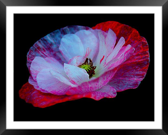 Abstract Poppy Framed Mounted Print by Louise Godwin