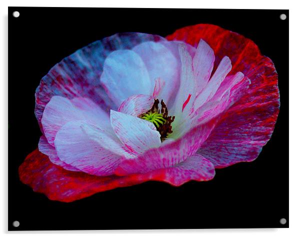 Abstract Poppy Acrylic by Louise Godwin