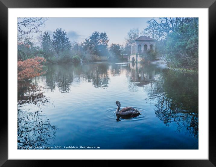 Swan in the Lake at Birkenhead Park Framed Mounted Print by Ron Thomas