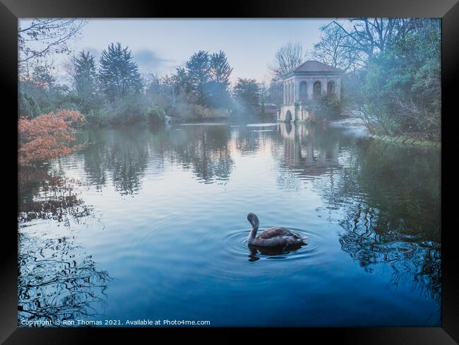 Swan in the Lake at Birkenhead Park Framed Print by Ron Thomas