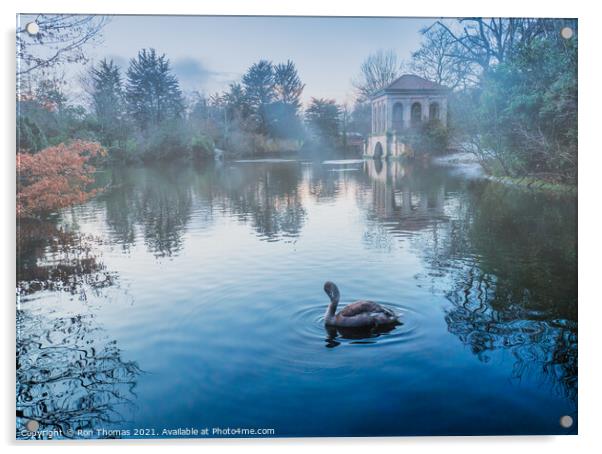 Swan in the Lake at Birkenhead Park Acrylic by Ron Thomas