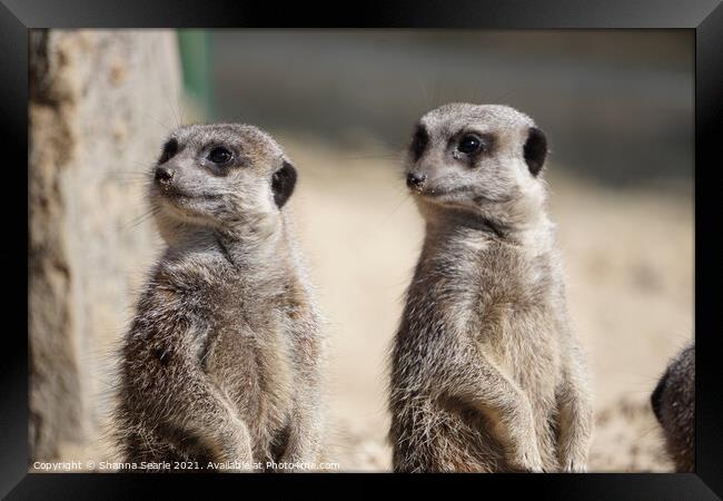 Meerkats Framed Print by The Travel Trap
