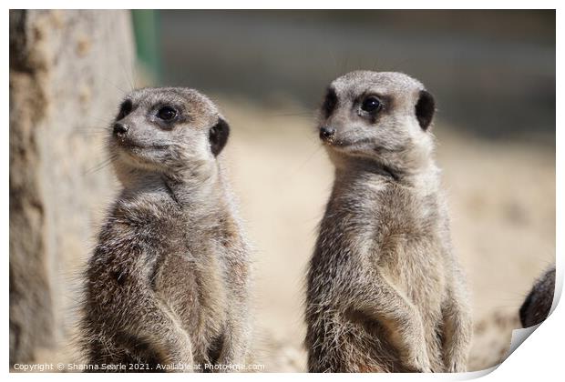 Meerkats Print by The Travel Trap