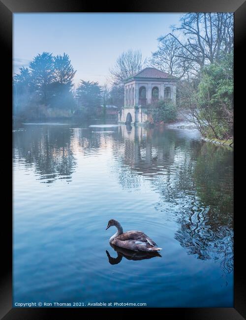 Swan in the Lake at Birkenhead Park Framed Print by Ron Thomas