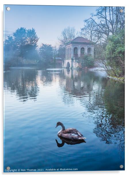 Swan in the Lake at Birkenhead Park Acrylic by Ron Thomas