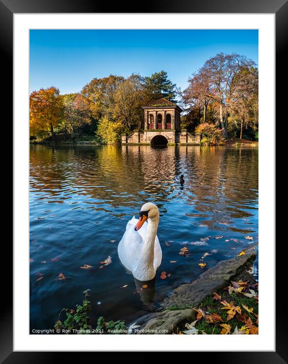 A Swan in front of the Roman Boathouse Framed Mounted Print by Ron Thomas