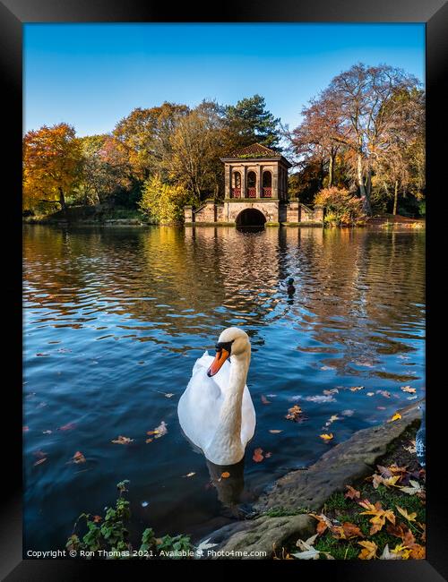 A Swan in front of the Roman Boathouse Framed Print by Ron Thomas