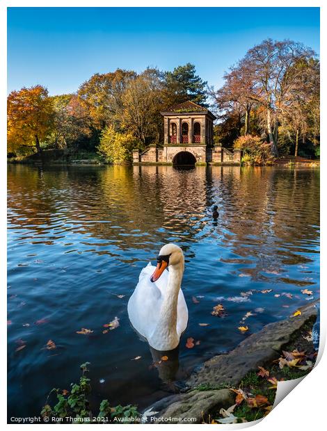 A Swan in front of the Roman Boathouse Print by Ron Thomas