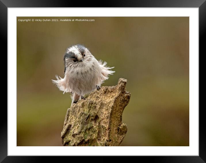 A windswept long tailed tit standing on a log Framed Mounted Print by Vicky Outen