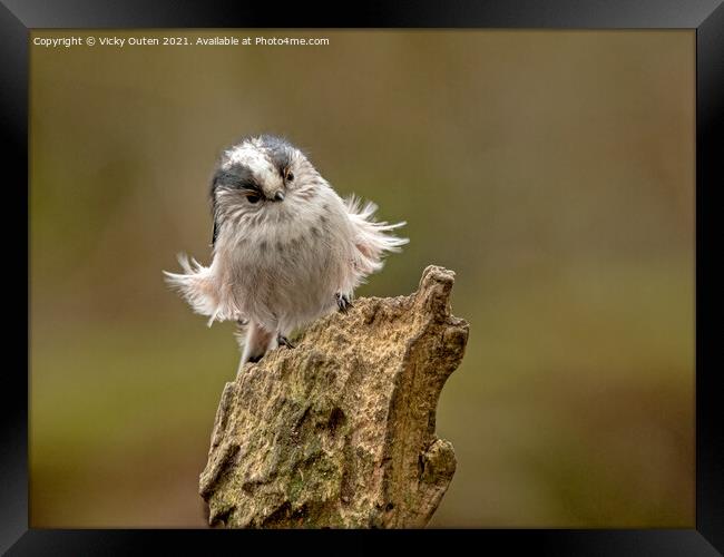 A windswept long tailed tit standing on a log Framed Print by Vicky Outen