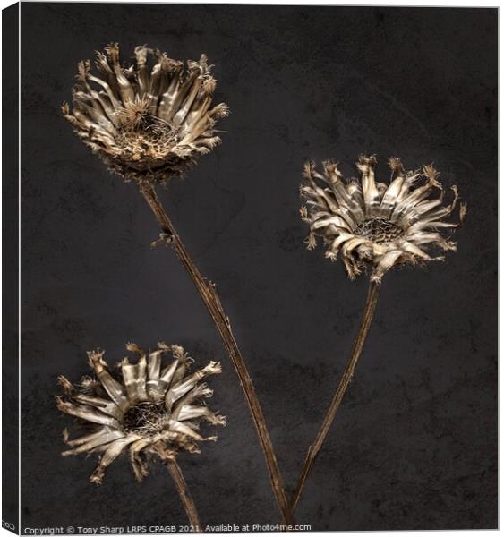 3 DRIED FLOWERS AGAINST TEXTURED BACKGROUND Canvas Print by Tony Sharp LRPS CPAGB