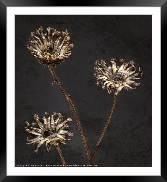 3 DRIED FLOWERS AGAINST TEXTURED BACKGROUND Framed Mounted Print by Tony Sharp LRPS CPAGB