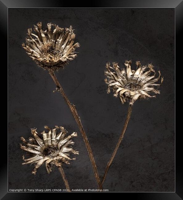 3 DRIED FLOWERS AGAINST TEXTURED BACKGROUND Framed Print by Tony Sharp LRPS CPAGB