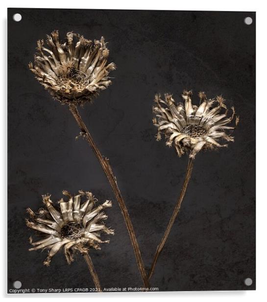 3 DRIED FLOWERS AGAINST TEXTURED BACKGROUND Acrylic by Tony Sharp LRPS CPAGB