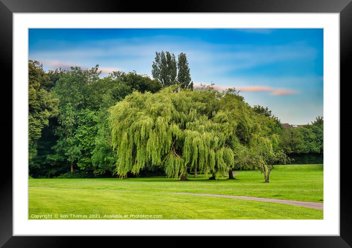 Willow Tree, Birkenhead Park Framed Mounted Print by Ron Thomas