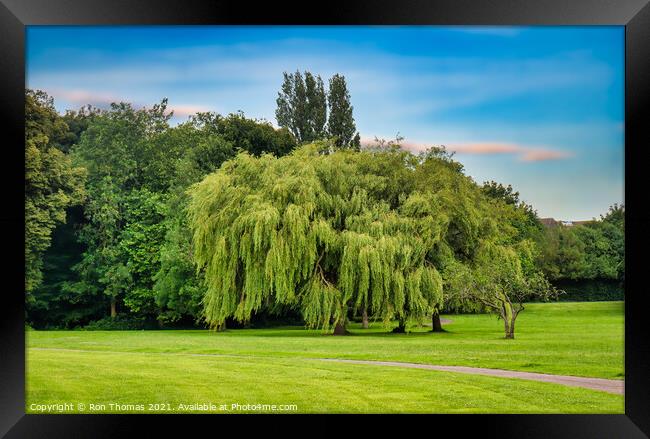 Willow Tree, Birkenhead Park Framed Print by Ron Thomas