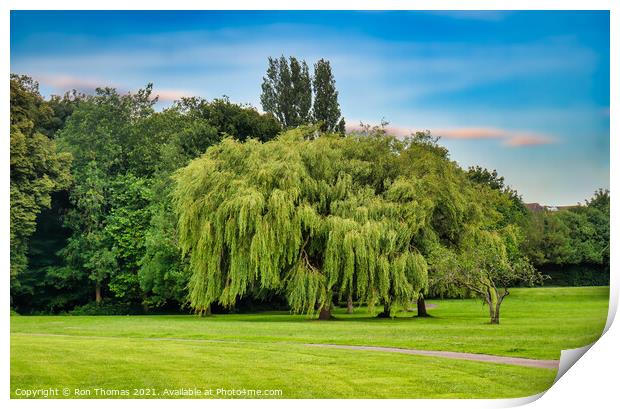 Willow Tree, Birkenhead Park Print by Ron Thomas