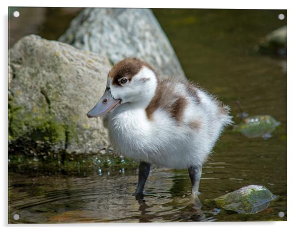 A shelduckling standing in a body of water Acrylic by Vicky Outen