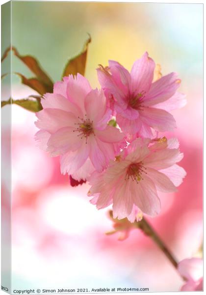 Cherry blossom Canvas Print by Simon Johnson