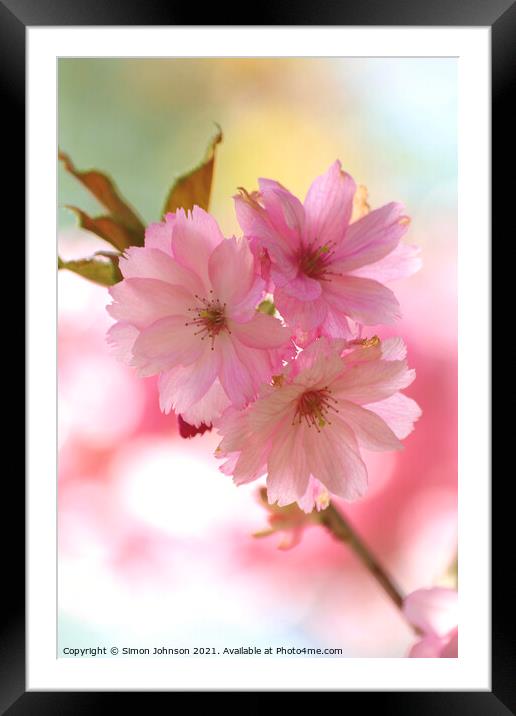 Cherry blossom Framed Mounted Print by Simon Johnson