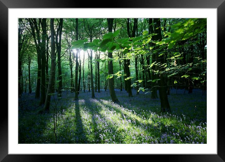 Evening light Bluebell Wood Framed Mounted Print by Simon Johnson