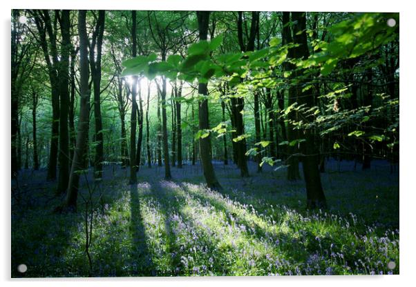 Evening light Bluebell Wood Acrylic by Simon Johnson