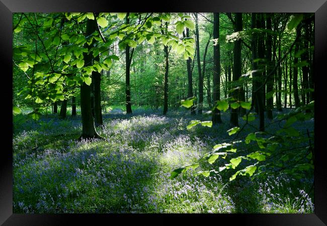 Sunlight Bluebell Wood Framed Print by Simon Johnson