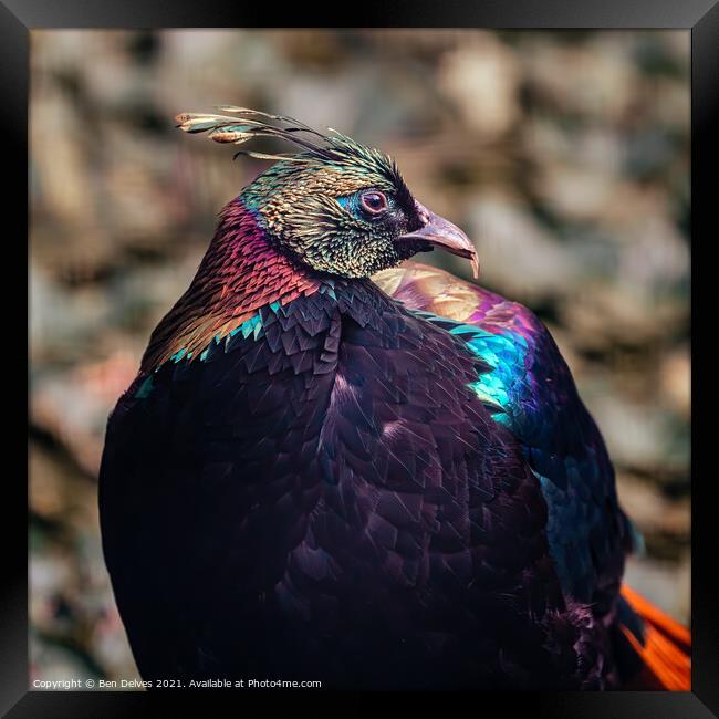 Vibrant Himalayan Monal Framed Print by Ben Delves