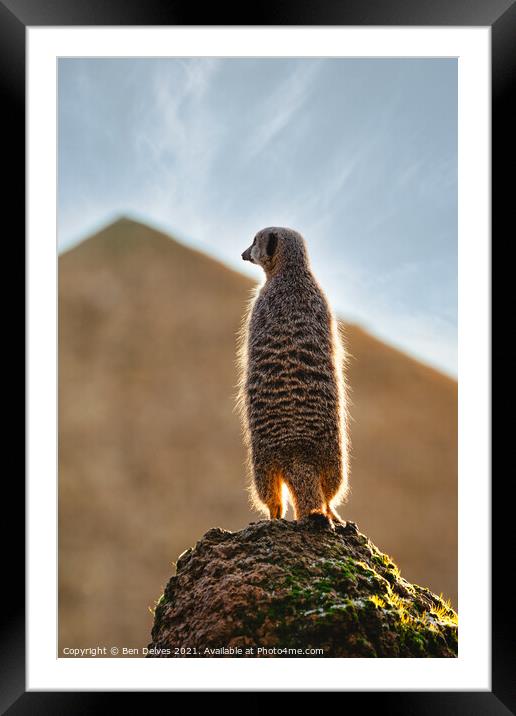 Meerkat on the rock Framed Mounted Print by Ben Delves