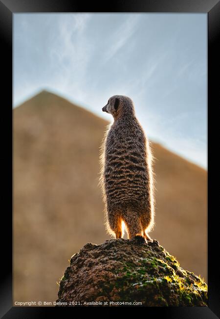 Meerkat on the rock Framed Print by Ben Delves