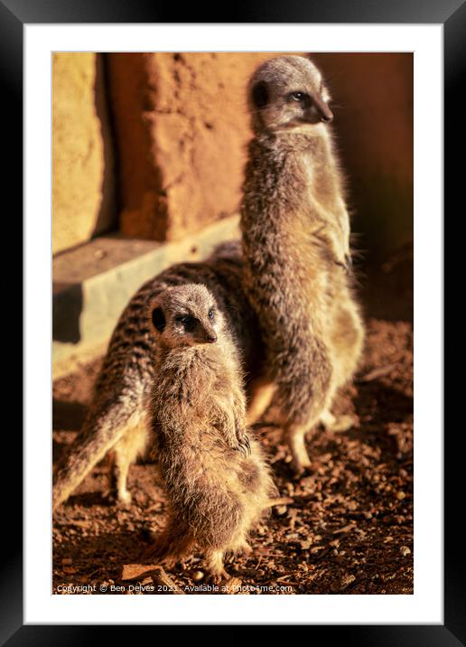 A meerkat standing in front of a brick wall Framed Mounted Print by Ben Delves