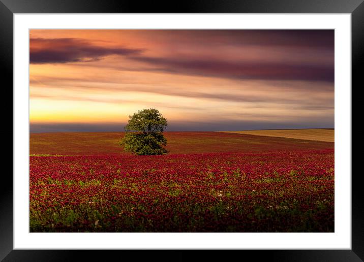 Clover field and sunset sky. Framed Mounted Print by Sergey Fedoskin