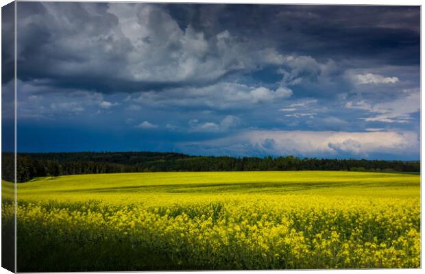 Yellow field. Canvas Print by Sergey Fedoskin