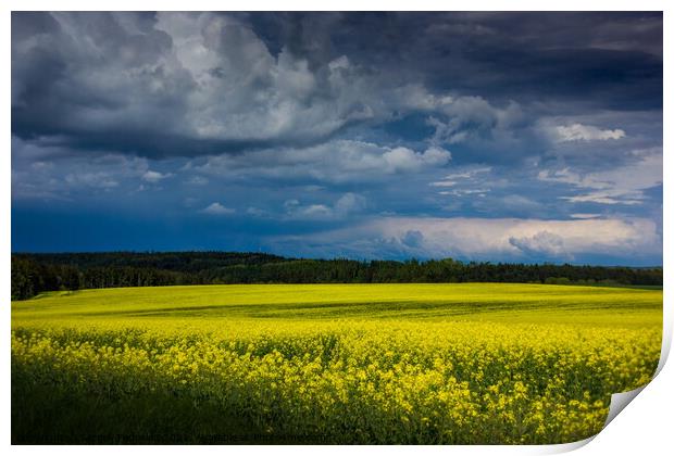 Yellow field. Print by Sergey Fedoskin