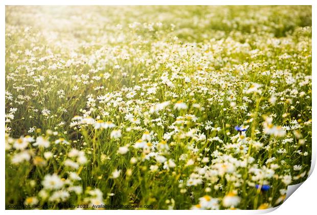 Blooming camomile flowers on a sunset. Print by Sergey Fedoskin