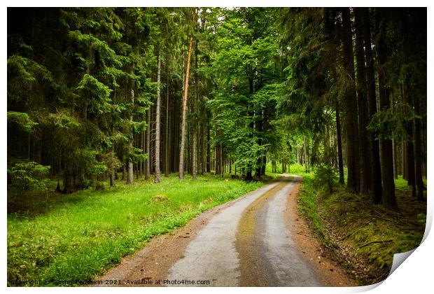 Forest road in a summer day Print by Sergey Fedoskin