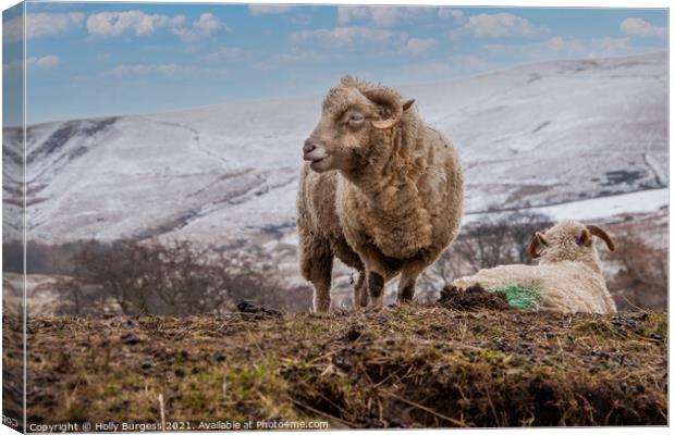 Derbyshire's Unique Quad-Horned Sheep Canvas Print by Holly Burgess