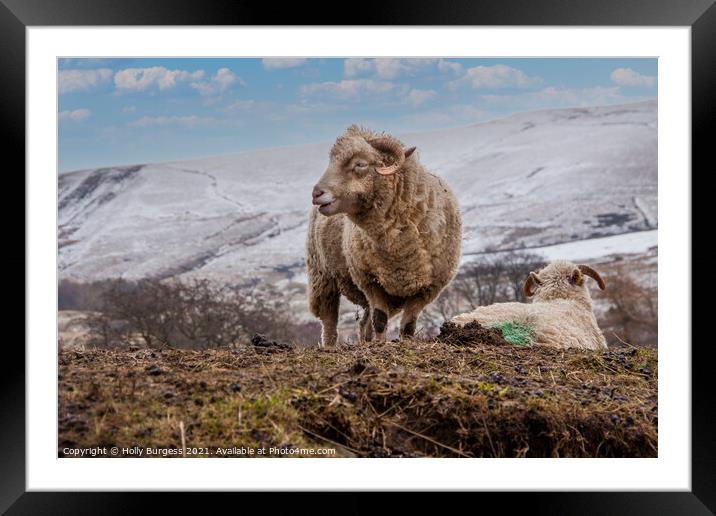 Derbyshire's Unique Quad-Horned Sheep Framed Mounted Print by Holly Burgess